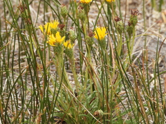 Pyrrocoma apargioides