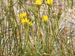 Pyrrocoma apargioides