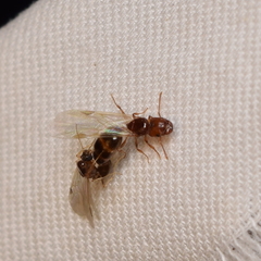 Pheidole californica