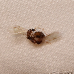 Pheidole californica