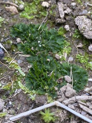 Phaeoceros carolinianus