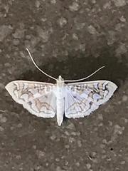 Lepidoptera