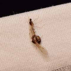 Pheidole californica