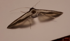 Lepidoptera