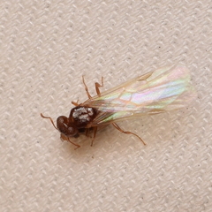 Pheidole californica