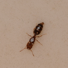 Pheidole californica