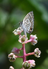 Leptotes cassius