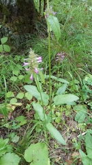 Betonica officinalis