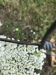 Typocerus sparsus