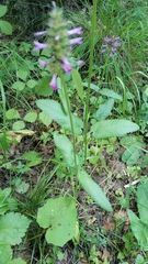 Betonica officinalis