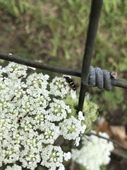 Typocerus sparsus