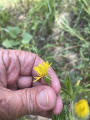 Xanthisma texanum texanum
