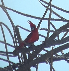 Cardinalis phoeniceus