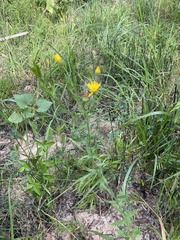 Xanthisma texanum texanum