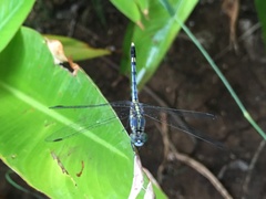 Diplacodes trivialis