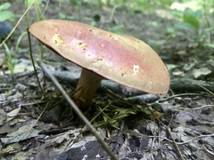 Boletus carminiporus