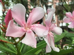 Nerium oleander