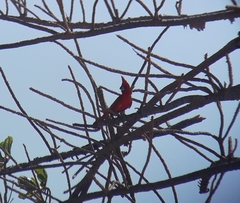 Cardinalis phoeniceus