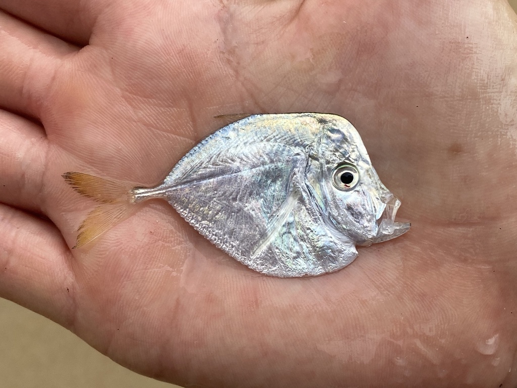 African moonfish (Selene dorsalis) — Carangidae