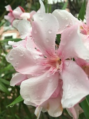 Nerium oleander
