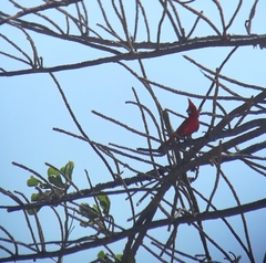 Cardinalis phoeniceus