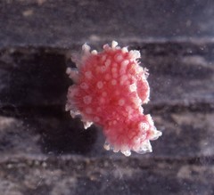 Alcyonium