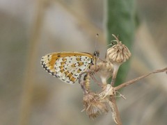 Melitaea didyma