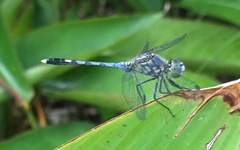 Diplacodes trivialis