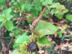 Brachythemis contaminata