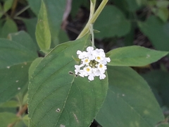Lantana canescens