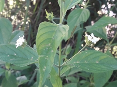 Lantana canescens