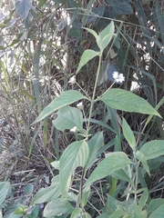Lantana canescens