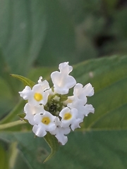 Lantana canescens