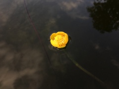 Nuphar × spenneriana