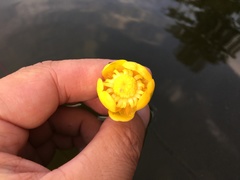 Nuphar × spenneriana