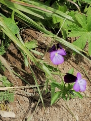 Viola disjuncta