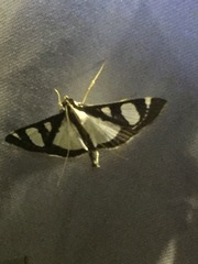 Glyphodes actorionalis