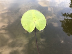 Nuphar × spenneriana