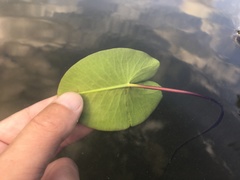 Nuphar × spenneriana