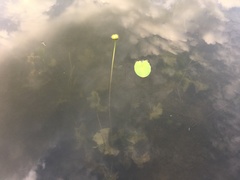 Nuphar × spenneriana