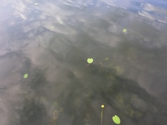 Nuphar × spenneriana