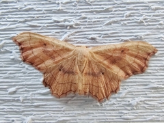 Idaea emarginata