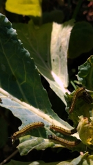 Ascia monuste orseis