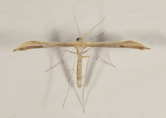 Hellinsia pectodactylus