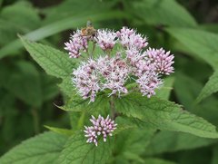 Eupatorium glehnii