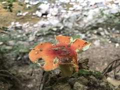 Amanita parcivolvata