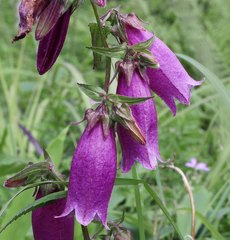 Campanula punctata hondoensis