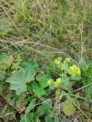 Alchemilla propinqua