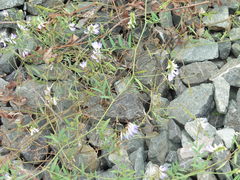 Vicia biennis