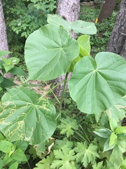 Abutilon theophrasti